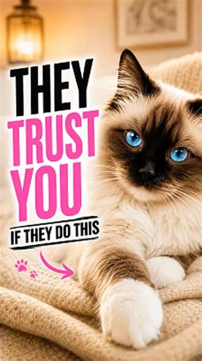 Signs Your Cat Secretly Trusts You