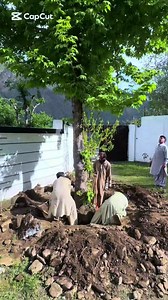 Chinar Tree Installation in Hujra Garden