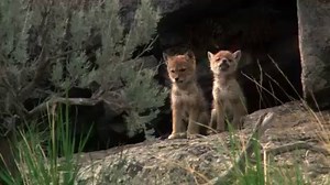 Greater Sage-Grouse lead remarkable lives mostly hidden in the sage. Will you watch with us? The Sagebrush Sea TONIGHT at 8/7c on PBS. | Nature | PBS