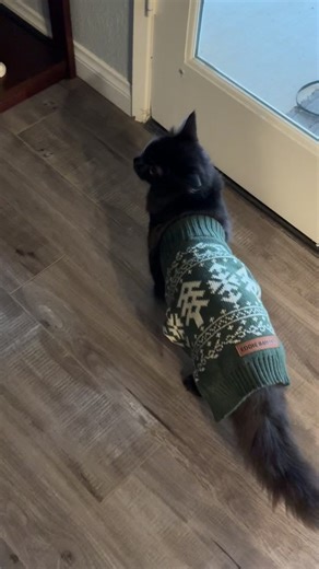 Napped so hard your sweater slipped off!! #naptime #whereyourclothesat #wardrobemalfuction #ootd #blackcat