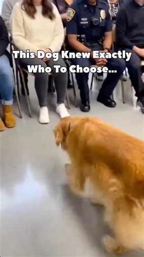 He didn’t choose a home… he chose his human. 🐾❤️