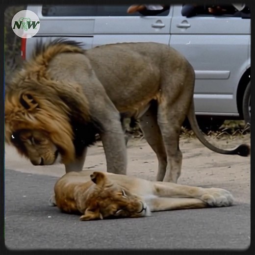 112K views · 4.5K reactions | Surprising traffic jam as lions capture hearts in kruger national park—[Full story in 헰헼헺헺헲헻혁] | Nature and Wildlife TV | Facebook