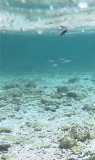 ダイソーの防水スマホ入れが優秀。 水中撮影もこんなに簡単。 #fishing #okinawa
