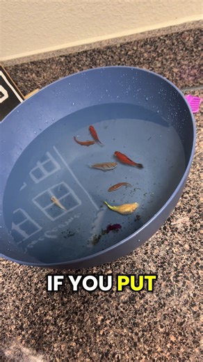 In attempt to clean their tank out we had one fish that refused to stop escaping #fyp #viralvideo #viraltiktok #nemo #viral