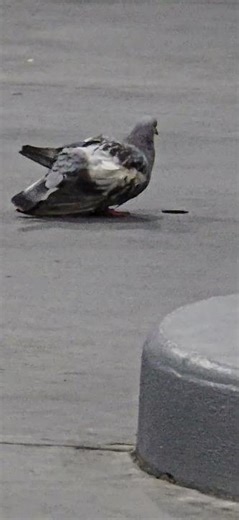 Homeless Bird @ Gas Station