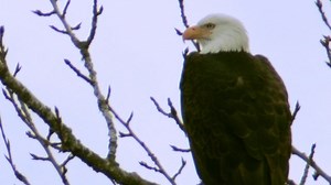 Bald Eagles in Oregon - Back from the Brink