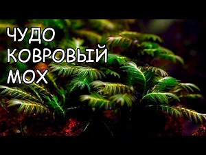 ФИССИДЕНС НОБИЛИС ГРИФ. fissidens nobilis griff. СЕКРЕТЫ ВЫРАЩИВАНИЯ