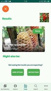 PlantSnap.com identifies Beehive Ginger (Zingiber spectabile), a species of true ginger, native to Maritime Southeast Asia. | PlantSnap