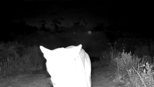 Panther caught on camera playing with its mother in Florida
