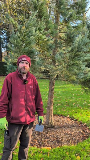 Woodland Gardener Luke talks about Wellingtonia (Sequoiadendron giganteum) for #NationalTreeWeek | Walmer Castle & Gardens
