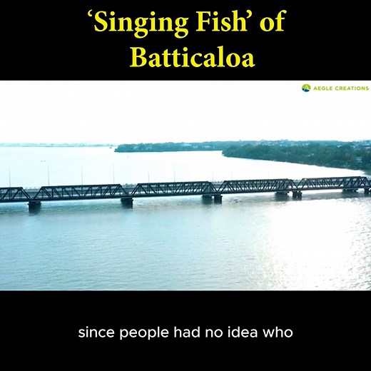 In the city of Batticaloa in Sri Lanka, people say there are 'singing fish' in the lagoon. Some say it's a myth, while others swear they have heard the 'singing fish'. So who are these mysterious 'singing fish'? (Full Documentary is available on our YouTube channel). #srilanka #nature #wildlife #travel #srilankadaily #srilankatoday #srilankatourism #visitsrilanka #batticaloa #lka | Aegle Creations