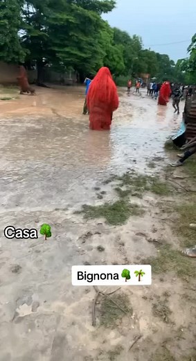 Diambo from hindo Casa💚🌳🌴❤🇸🇳Bignona woulé#marssassoum #villagelife #bignona #diola #tiktok #fyp #fly #casamance🌿🍀🍀 #pourtoi #vu #viral #viralvideo #diambadong @Casa Dinke 🇸🇳 @Leba🌴❤️ @NIX ÉMÉDI OFFICIEL ✅ @Hélénita4104lofficiel @Simpétin @Afro casa @Tes_De_Bignona @EL REY Barry
