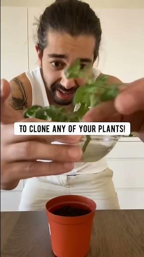 DIY Rooting Hormone for Plant Cuttings | creative explained