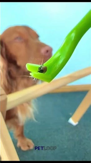 When Dogs Act Like Humans 😂#funny #miniecraft #cat #pets #shorts #pets #petloop