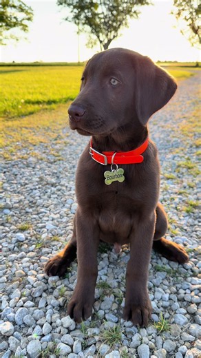 Bourbon the Chocolate Labrador Puppy: Cute Labrador Retriever Moments