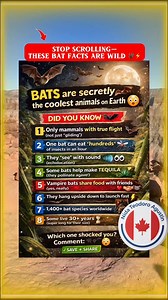 BATS are not scary… they’re secret superheroes 🦇😳 They eat bugs, “see” with sound, and yes… some help make TEQUILA 🍹🌵 💬 Which fact shocked you most—#2 or #4? 📌 Save this • 🔁 Share this • ❤️ Follow for more! #BatFacts #DidYouKnow #AnimalFacts #Wildlife #NatureFacts #FunFacts #ScienceFacts #LearnOnReels #MindBlown #ReelsViral #ViralReels #FBReels #ExplorePage #NatureLovers #WildlifeEducation #SaveThisPost #ShareThis #AmazingFacts #Animals #FYP #highlightseveryonefollowers #everyoneシ゚ #viral