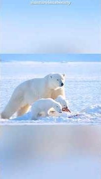 Hungry Polar Bear Mom’s 100KM Hunt for Survival! #shorts
