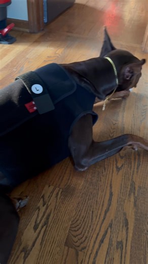 Holter time for our girl Eden ❤️ I love that our Holter monitor transmits ECG in real time — I can literally watch and record every heartbeat as it happens. Here’s to a smooth 24 hours and great results 🤞 After this, each of our pups will take their turn — one dog a day until everyone’s done lol 🐾💪 #DobermanHealth #HolterMonitor #CardioStay #CampbellsFamilyDobermans #HealthyHearts | Campbell's Family Dobermans