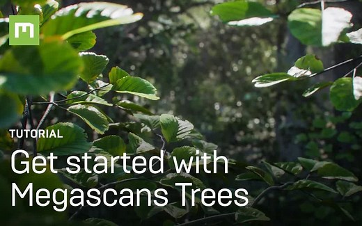 Megascans Trees 扫描树之初体验