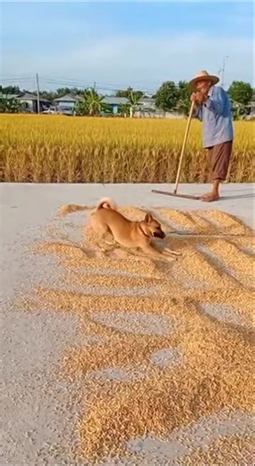 Dog Helps Farmer ‘Thresh’ Grain 😂🐕 Smartest Dog in the Village! #DogShorts #FarmLife #FunnyAnimals
