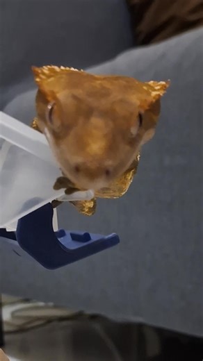 1.7K views · 63 reactions | One reason keeping a Crested gecko is especially enjoyable compared to other lizards is that they often gaze at you with curious eyes, almost like a puppy waiting to be cuddled. #crestedgecko #crestedgeckocommunity #crestedgeckolove #pets #petcare #petlovers #reptiles @top fans | Behind the Lens | Facebook