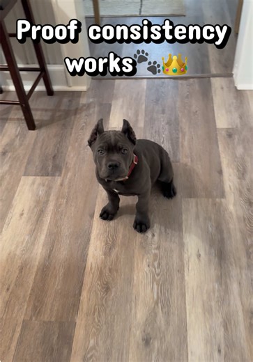 Essential Training Tips for Cane Corso Puppies