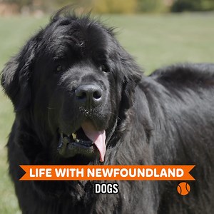 168K views · 2.6K reactions | Living With Newfoundland Dogs Is Not for the Faint of Heart | Dogumentary TV | Facebook