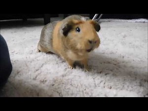 VERY EXCITED GUINEA PIG!