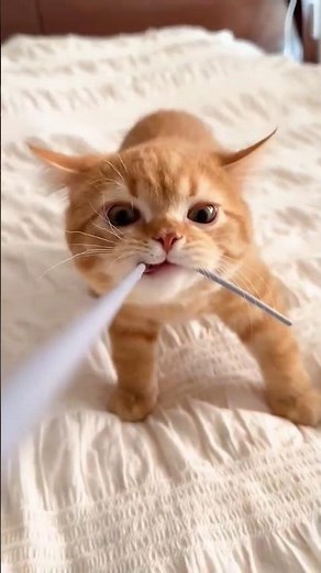 Classic Orange Cat Behavior 😂