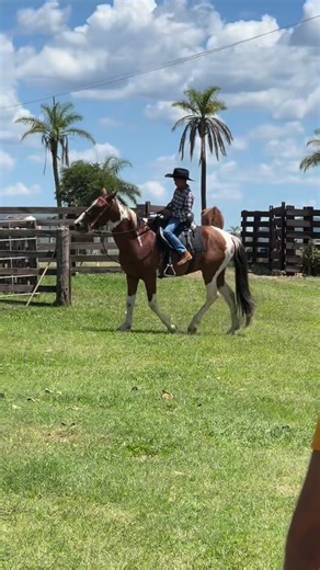 Edidany Barbosa | Shows e Rodeios on Instagram: "Realizando mais um sonho!! Vamos entregar mais cavalos pelo Brasil 🇧🇷 // obrigado Tarley, Fubá, Wanderson e todos que fizeram parte dessa ação . . . #viral #fortou #cavalo"