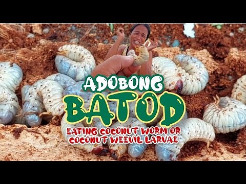 Ep.23,2024 || ADOBONG BATOD || Eating Coconut Worm or Coconut Weevils Larvae