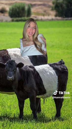 Understanding Belted Galloways: Unique Cattle Insights