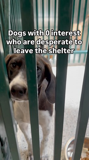 A dog’s life goes by fast, but for a rescue dog, the shelter life moves slow. We’ve got 6 awesome dogs hoping to find a great home before our next transport comes in and steals away all of the attention. Woody, 2 years old, is an adventure bug who loves everyone. Marigold, 4.5 months old, is as sweet as pie and will be your most loyal companion, and our 4 spice pups - Pepper, Sage, Poppy and Ginger, all 4 months old, are the zest that will bring lots of excitement and laughter to your lives. Com