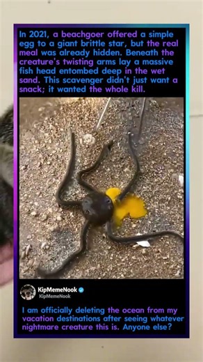 This Giant Brittle Star Swallows A Whole Fish Head! 🌌 #Ocean #Horror #Wildlife