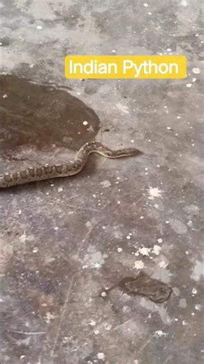 Indian Baby Python🐉 #wildanimals #animals #shortsfeed #youtubeshorts #viral #shorts