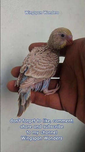 #cinnamon #budgie #birds