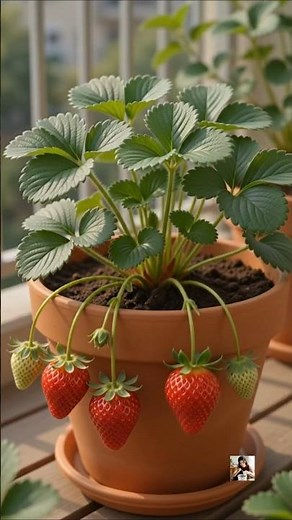 Grow Strawberries from Seed to Harvest! 🍓 (Step-by-Step Balcony Gardening)