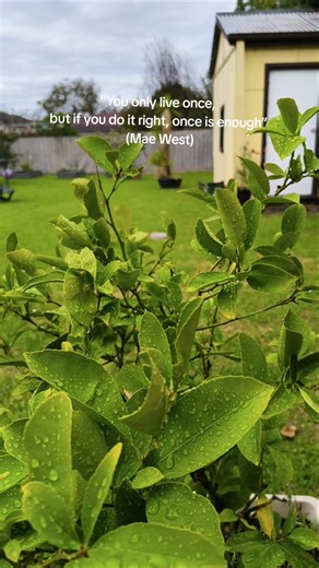 You only live once, but if you do it right, once is enough” (Mae West) #garden #meditations