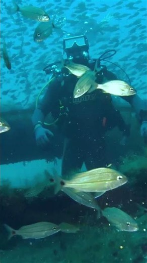 #scuba #scubalesson #scubawithnash #discoverscuba #PADI #2405507529 #floridascuba #ASMR #scubadiving