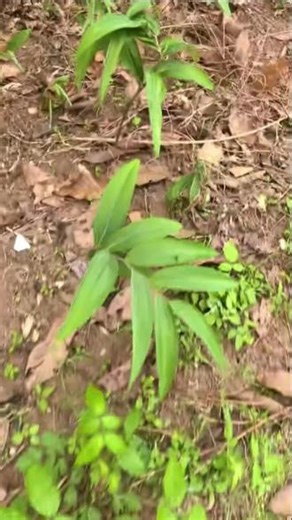 第一次试种，野生黄精，天门冬，自能生长，不施肥，不打药，#中草药种植