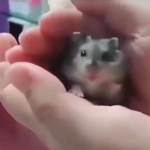 Hamster zangado. "angry hamster" #shorts