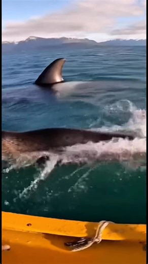 Save the seal | Teddy Gen AI