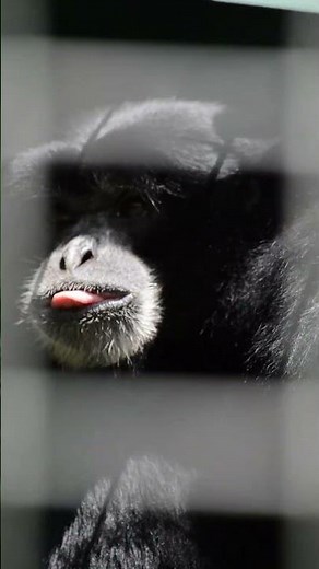 Siamang Gibbon at Thrigby Hall #siamang #apes #thrigbyhall #animals #daysout