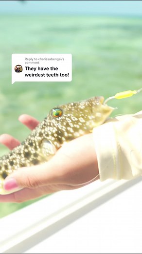 Yellowfin Pufferfish Fishing Tips and Tricks | GaleForceTwins