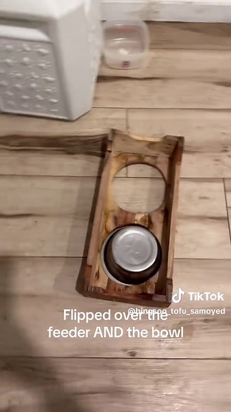 Honestly that’s impressive #samoyed #puppy