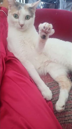 Time Out for Tiny Trouble! 😼⏱️ #cat #catshorts #catvideos #pets