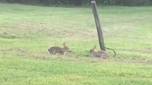 Bunnies enjoy a day outdoors