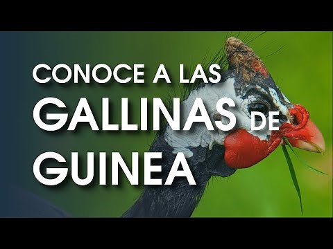 Gallina de guinea 🐔 Características, temperamento , historia y más