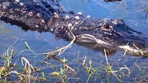 Comment cet homme avait survécu à l’attaque d’un alligator de 4 mètres