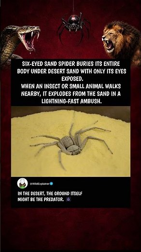 Six-Eyed Sand Spider: The Spider That Disappears Under the Sand 🕷️